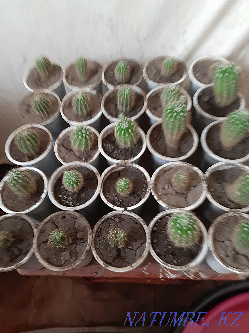 Flowers for sale Esik - photo 7