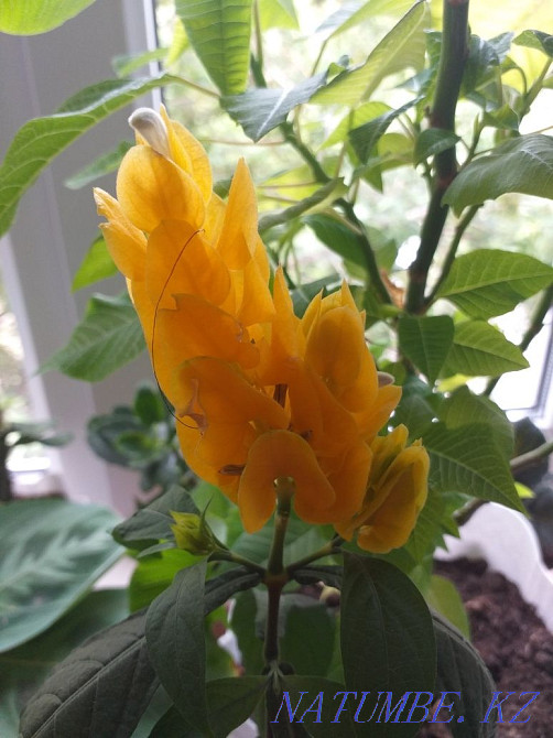 Baby Pachistachis Ekibastuz - photo 1