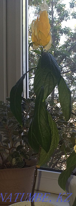 Baby Pachistachis Ekibastuz - photo 2