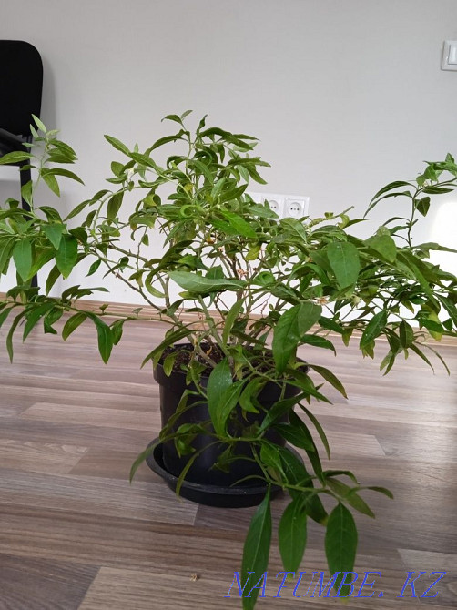 Sell decorative nightshade Almaty - photo 1