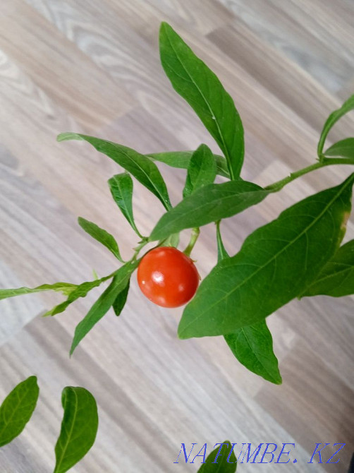 Sell decorative nightshade Almaty - photo 2