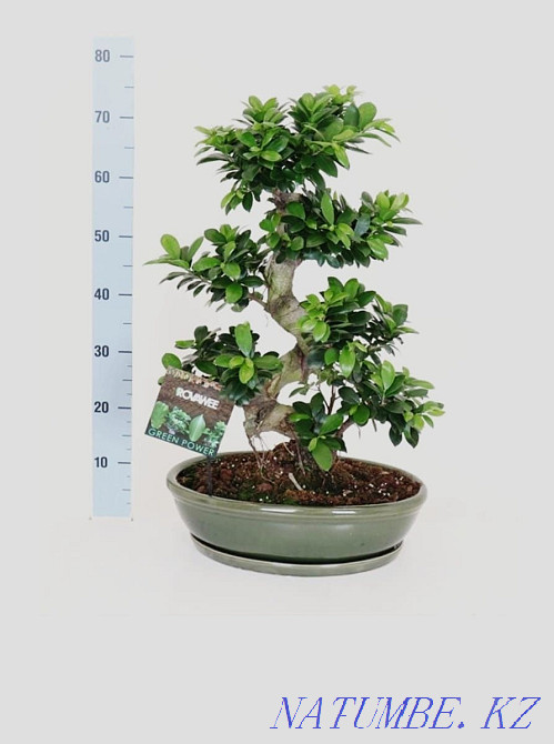 Millionaire tree in stock and to order (week) Astana - photo 5