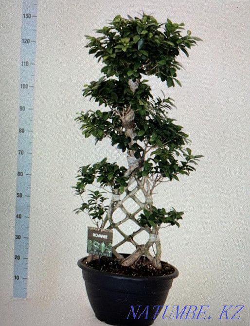Millionaire tree in stock and to order (week) Astana - photo 2