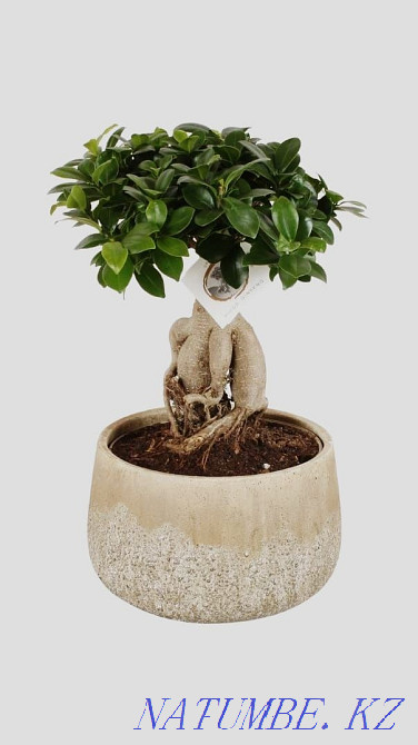 Millionaire tree in stock and to order (week) Astana - photo 4