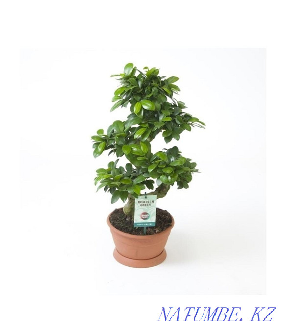 Millionaire tree in stock and to order (week) Astana - photo 3