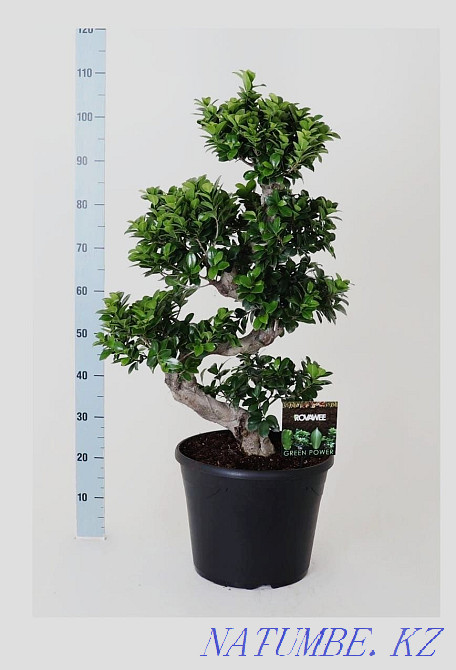 Millionaire tree in stock and to order (week) Astana - photo 6