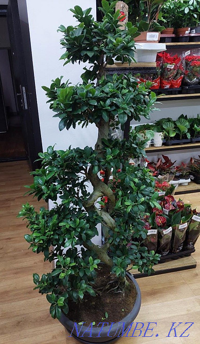 Millionaire tree in stock and to order (week) Astana - photo 1