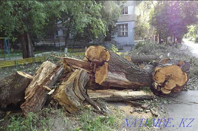 We cut trees. Check-in evaluation is free. Taraz - photo 2