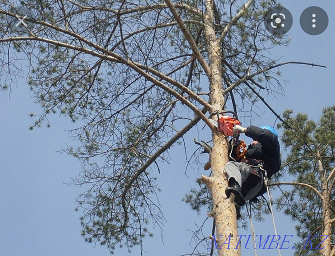 We cut trees. Check-in evaluation is free. Taraz - photo 4