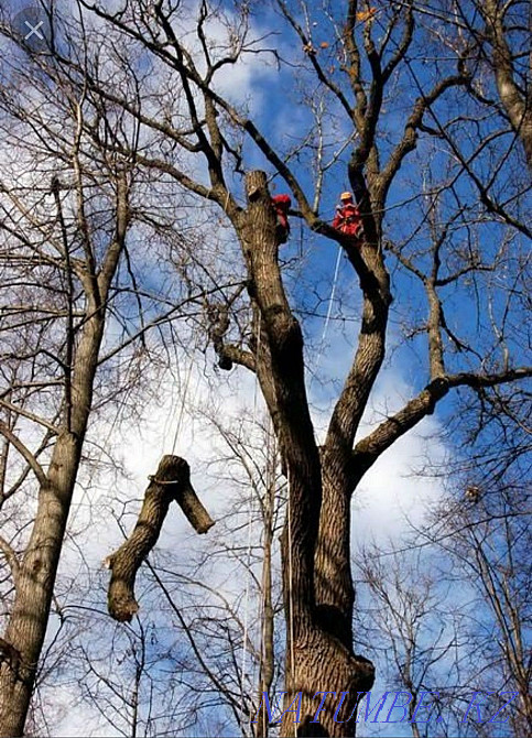 We cut trees. Check-in evaluation is free. Taraz - photo 3