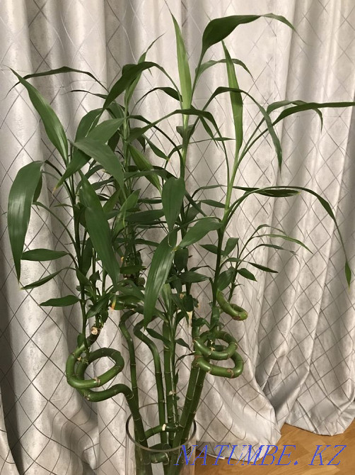 Бамбук продам Алматы - изображение 2