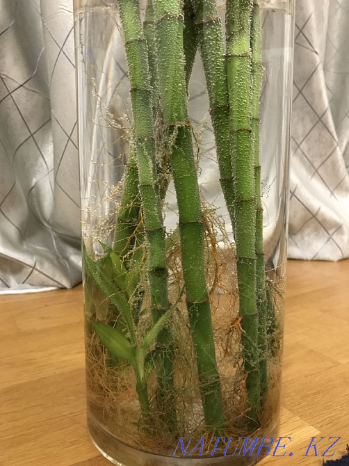 Бамбук продам Алматы - изображение 3