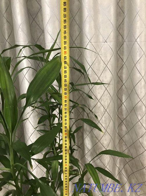 Бамбук продам Алматы - изображение 4