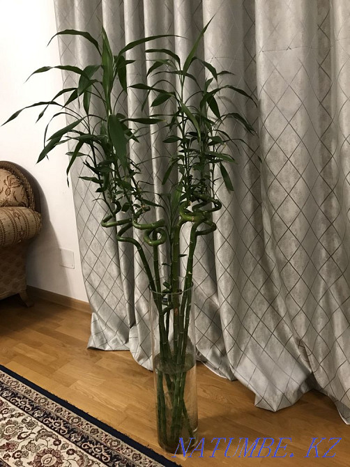 Бамбук продам Алматы - изображение 1
