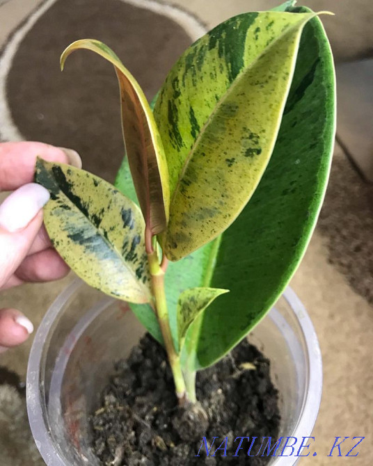 Ficus shreviriana 13500  Петропавл - изображение 3