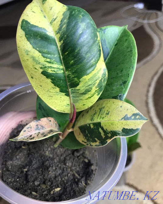 Ficus shreviriana 13500  Петропавл - изображение 1