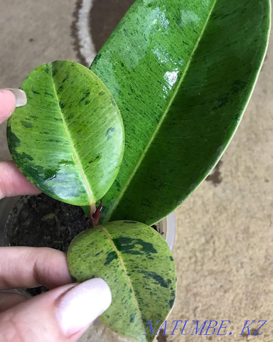 Ficus shreviriana 13500  Петропавл - изображение 5