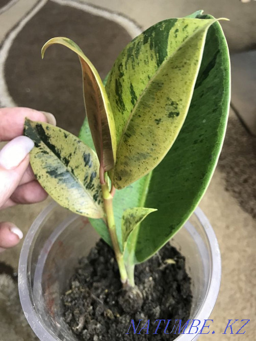 Ficus shreviriana 13500  Петропавл - изображение 6