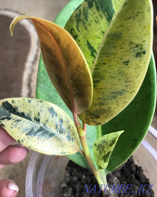 Ficus shreviriana 13500  Петропавл - изображение 4