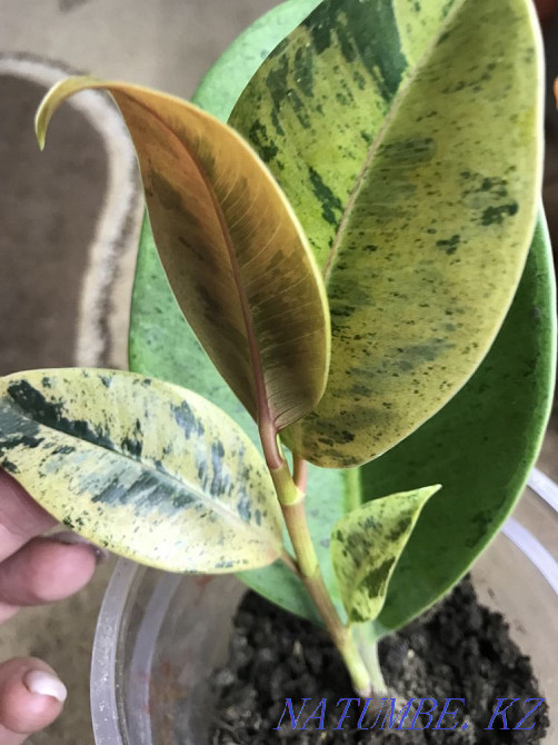 Ficus shreviriana 13500  Петропавл - изображение 2