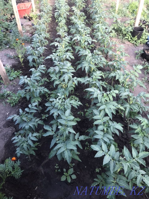 Rasada tomato wholesale Kostanay - photo 3