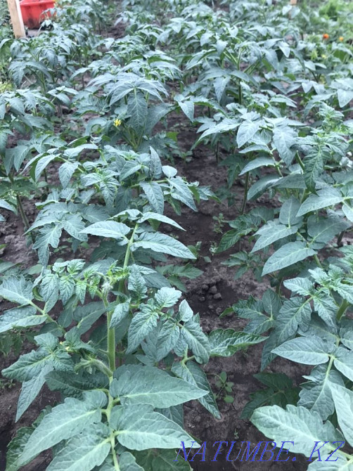 Rasada tomato wholesale Kostanay - photo 2