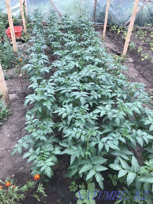 Rasada tomato wholesale Kostanay - photo 1