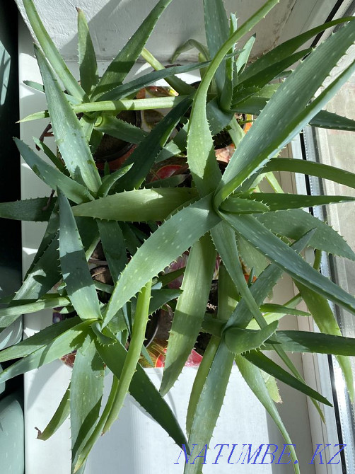 Алоэ вера Алматы - изображение 1