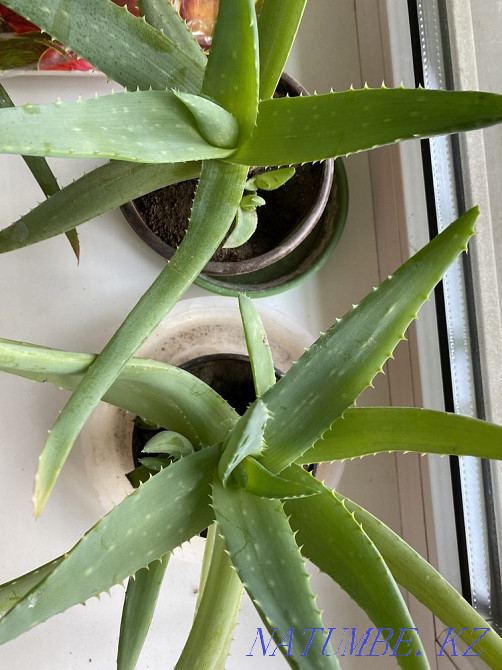Алоэ вера Алматы - изображение 3
