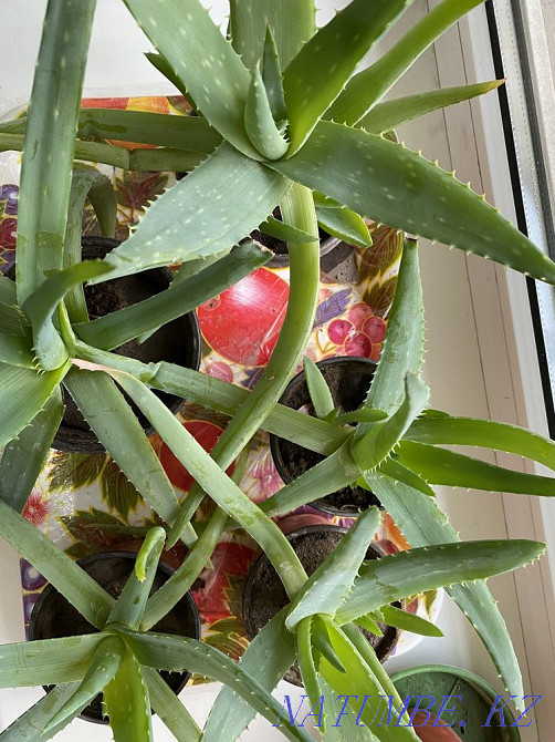 Алоэ вера Алматы - изображение 2