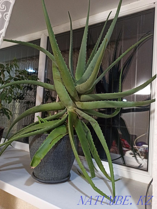 үйде өсетін алоэ  - изображение 1