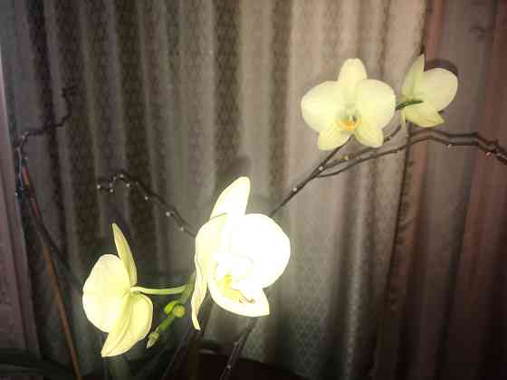 Продам красивую орхидею Ust-Kamenogorsk