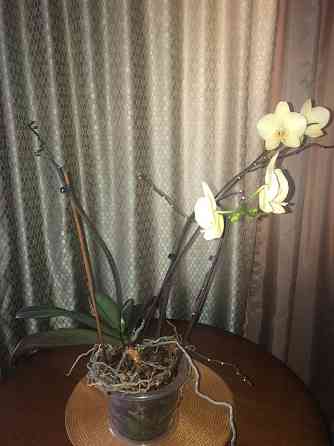 Продам красивую орхидею Усть-Каменогорск