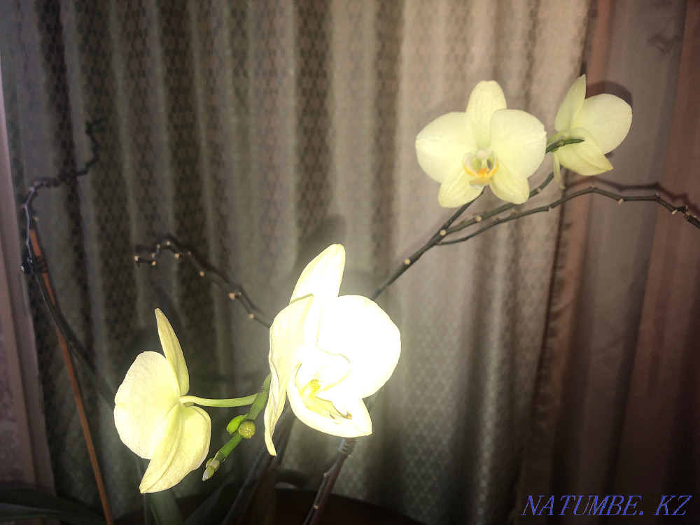 beautiful orchid for sale Ust-Kamenogorsk - photo 2