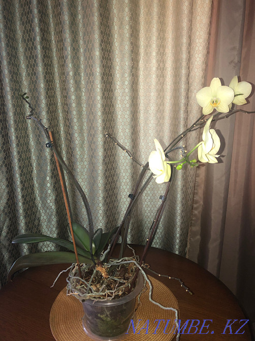 beautiful orchid for sale Ust-Kamenogorsk - photo 1