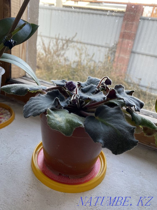 violet flowers Almaty - photo 7