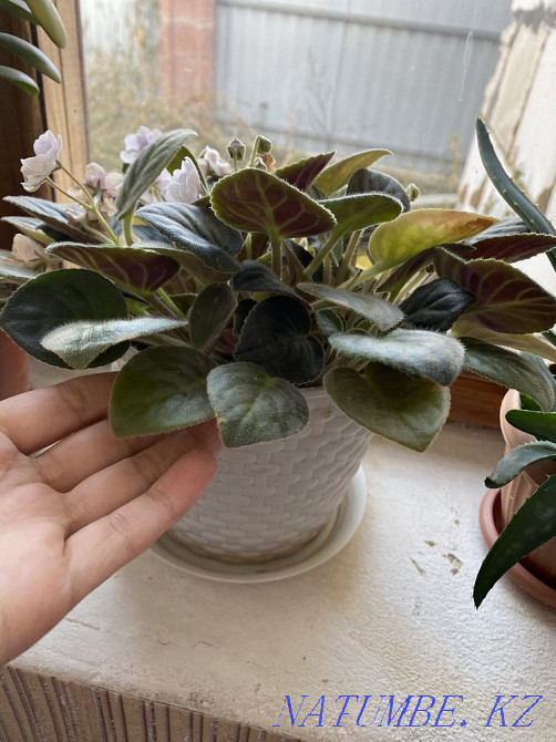 violet flowers Almaty - photo 2