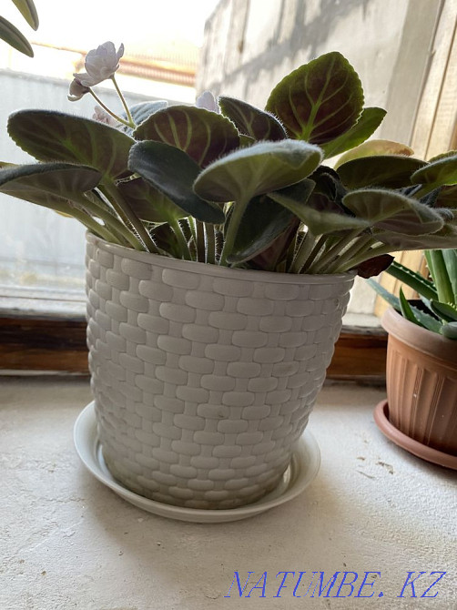 violet flowers Almaty - photo 1