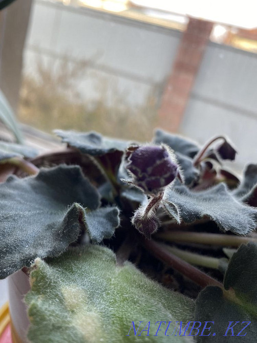 violet flowers Almaty - photo 8