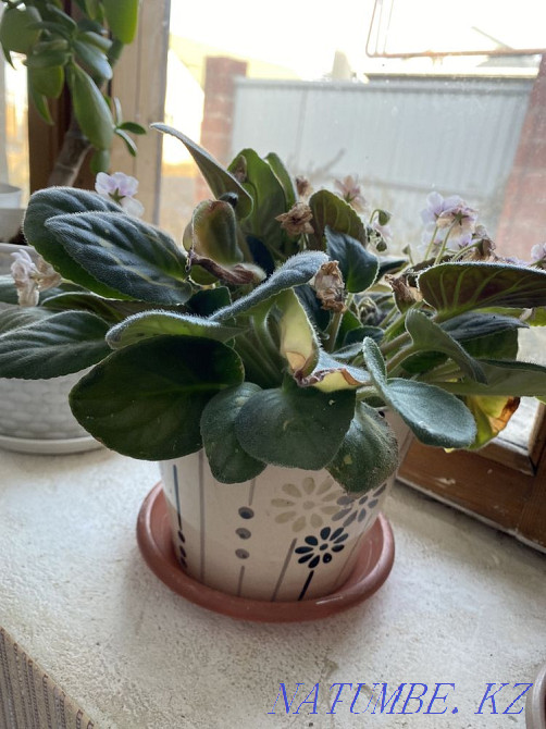 violet flowers Almaty - photo 3