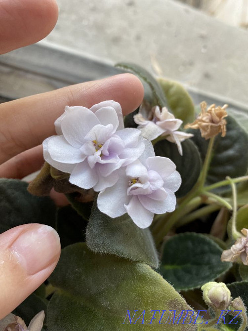 violet flowers Almaty - photo 4