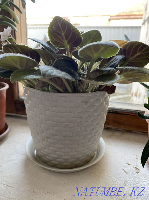 violet flowers Almaty - photo 6