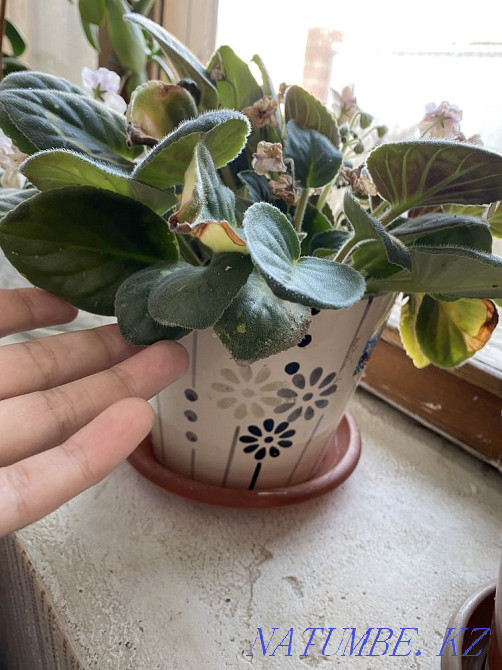 violet flowers Almaty - photo 5