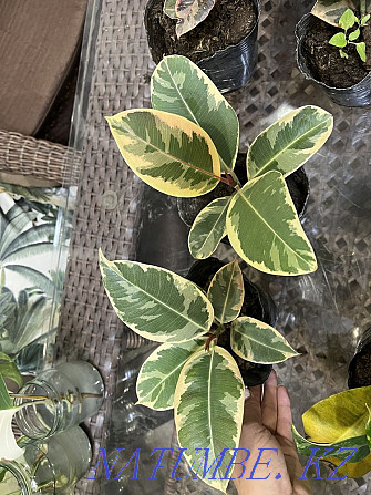 Ficus sriveriana, лирата, белиз, тинеке, әртүрлі сорттар  Алматы - изображение 5