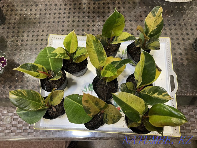 Ficus sriveriana, лирата, белиз, тинеке, әртүрлі сорттар  Алматы - изображение 2