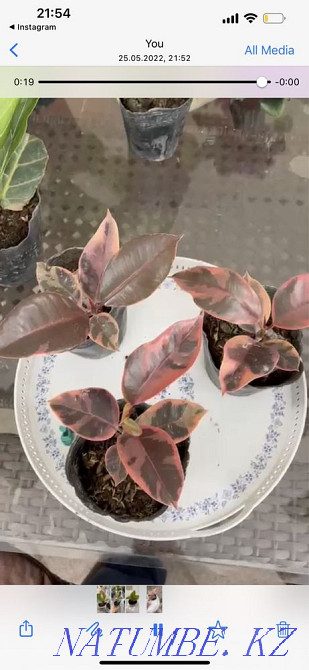 Фикусы шривериана, лирата, белиз, тинеке, разные сорта Алматы - изображение 3