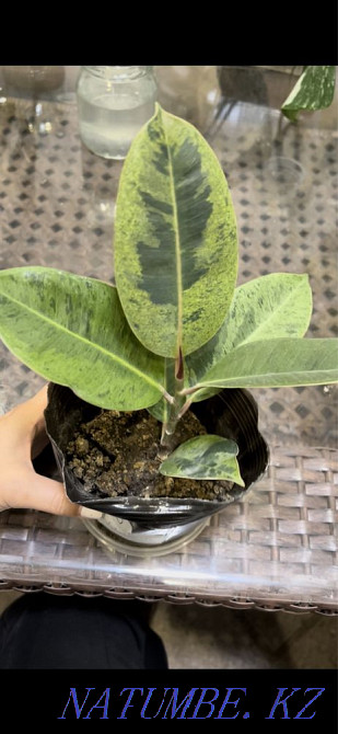 Фикусы шривериана, лирата, белиз, тинеке, разные сорта Алматы - изображение 7