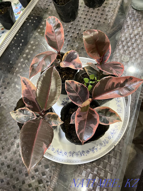 Фикусы шривериана, лирата, белиз, тинеке, разные сорта Алматы - изображение 4