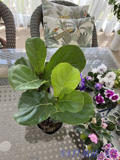 Фикусы шривериана, лирата, белиз, тинеке, разные сорта Алматы - изображение 8