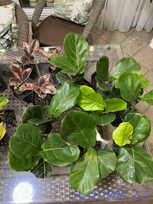 Фикусы шривериана, лирата, белиз, тинеке, разные сорта Алматы - изображение 6